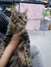 Max (Crooklyn) photo 4