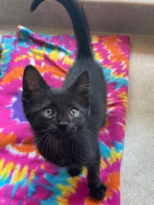 Lanie, Baby Female Domestic Short Hair