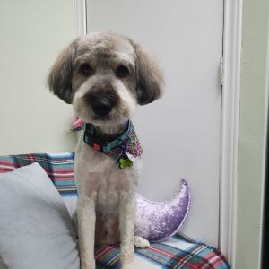 Lucky Dog Poodle Dog