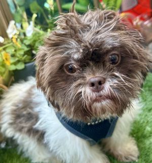 Crispies Shih Tzu Dog