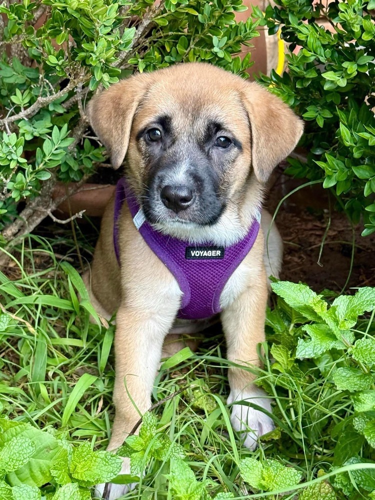 Mia