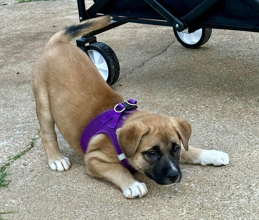 Mia