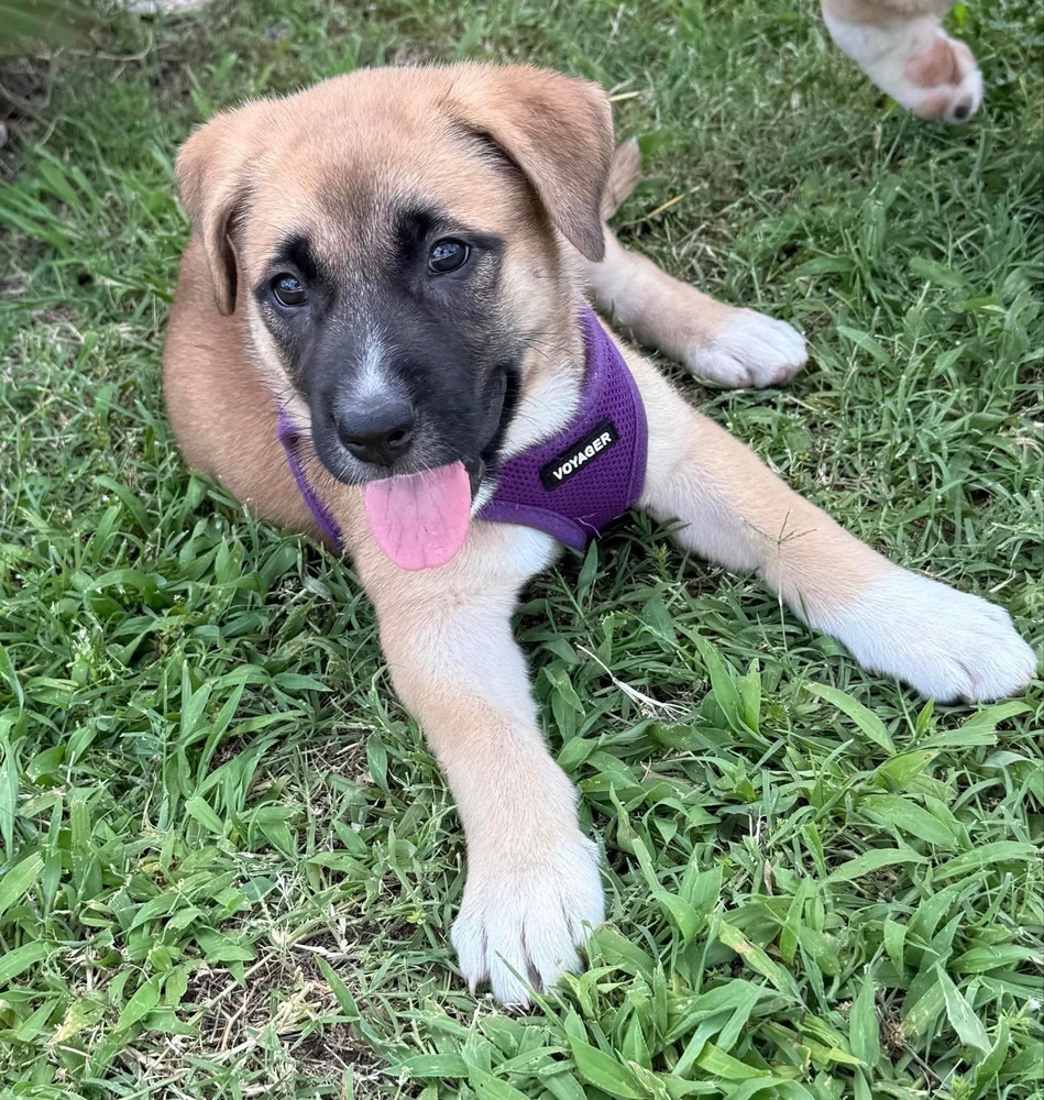 Mia