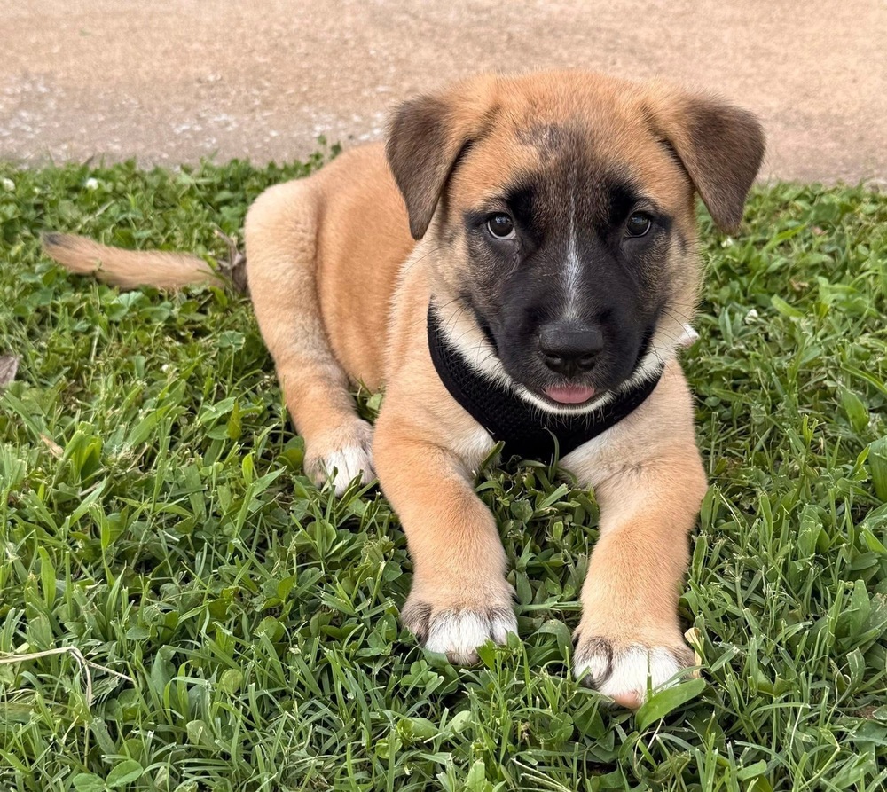 Mo