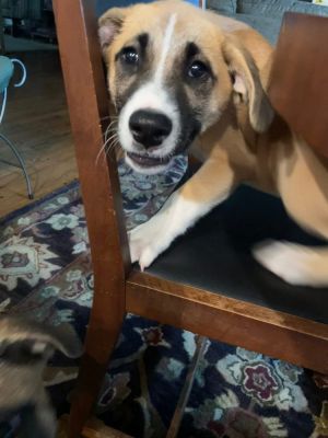 Maximus, Baby Male Anatolian Shepherd
