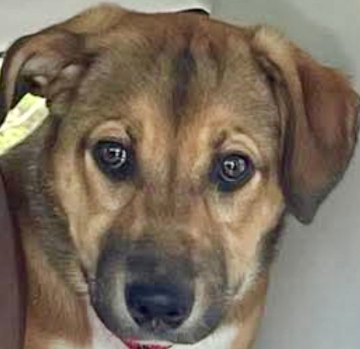 RIVIAN, an adoptable Labrador Retriever, Black Mouth Cur in Minesing, ON, L9X 0C2 | Photo Image 1