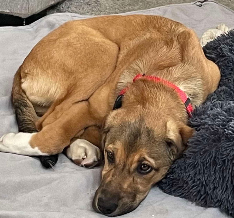 RIVIAN, an adoptable Labrador Retriever, Black Mouth Cur in Minesing, ON, L9X 0C2 | Photo Image 2