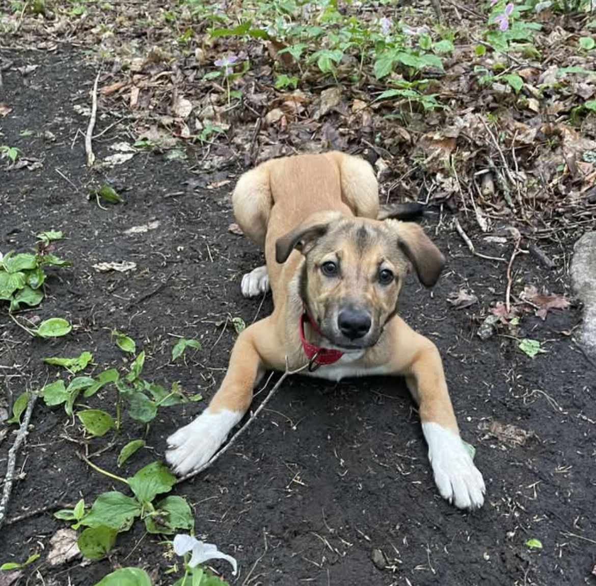 RIVIAN, an adoptable Labrador Retriever, Black Mouth Cur in Minesing, ON, L9X 0C2 | Photo Image 3