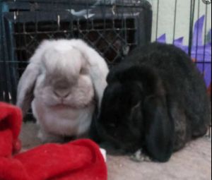 Seiji, Adult Male Holland Lop