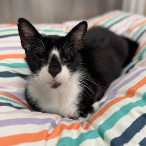 Sylvester Domestic Short Hair Cat