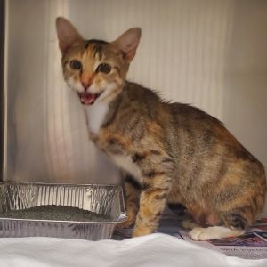 Mariah, Adult Female Domestic Short Hair