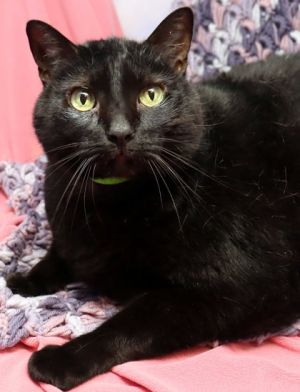 Aris, Senior Female Domestic Short Hair