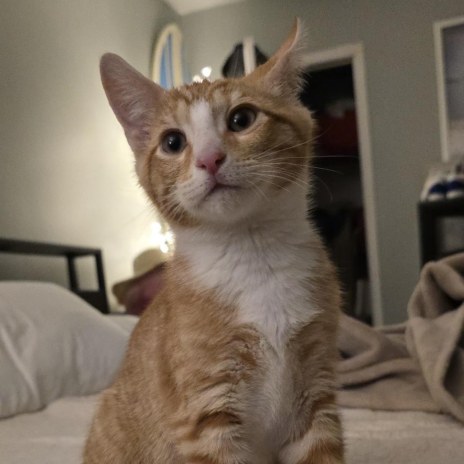Archie