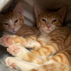 Archie, Baby Male Domestic Short Hair