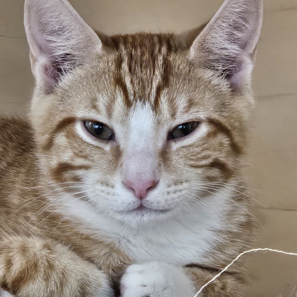Archie