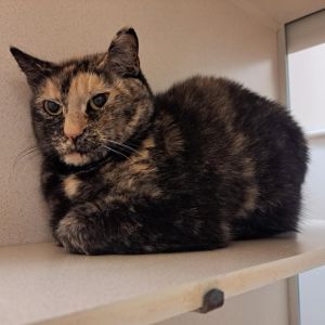 Gianna, Adult Female Domestic Short Hair