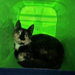 Ms. Bacon, Young Female Domestic Short Hair