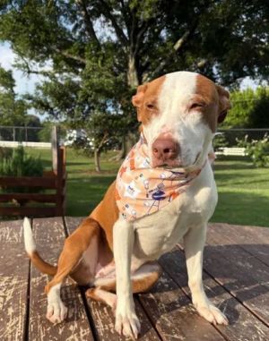 ChiChi, Adult Female Mixed Breed