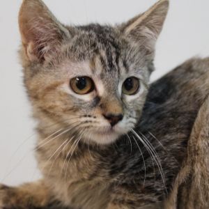 Une Domestic Short Hair Cat