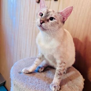 If you would like to adopt a pet please visit us at any of our adoption sites during regular busine