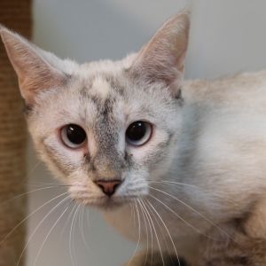 Mere Siamese Cat