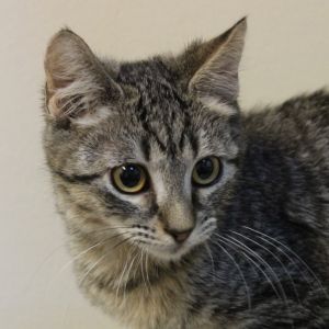 Cinq Domestic Short Hair Cat