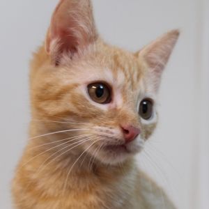 Trois Domestic Short Hair Cat