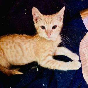 Deux Domestic Short Hair Cat