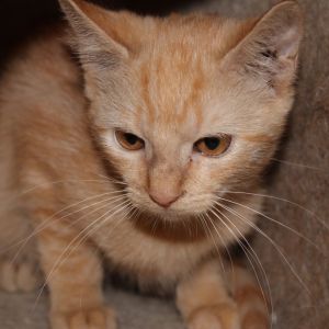 Deux Domestic Short Hair Cat