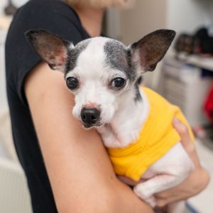 Fang Chihuahua Dog