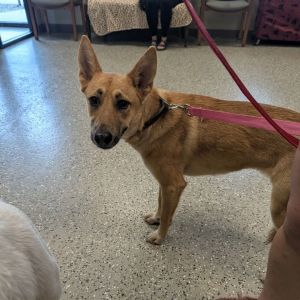 Athena, Young Female German Shepherd Dog