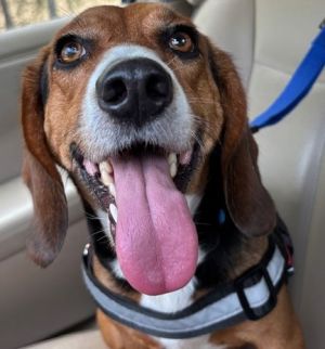 Dudley Do-Right Beagle Dog