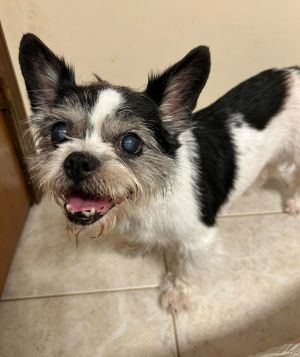 Eddy Freddy Terrier Dog