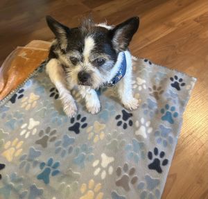 Meet Eddy Freddie - a total cutie pie on the lookout for a family that loves to snuggle This sweet