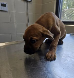 Kirsten, Baby Female Labrador Retriever