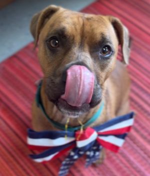 MYLES, Adult Male Boxer