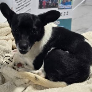 Mary, Adult Female Rat Terrier