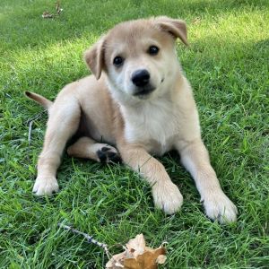 Dibs, Baby Female Husky