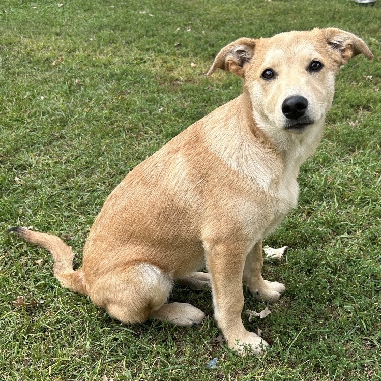 Dibs, an adoptable Husky in Big Lake, MN, 55309 | Photo Image 1