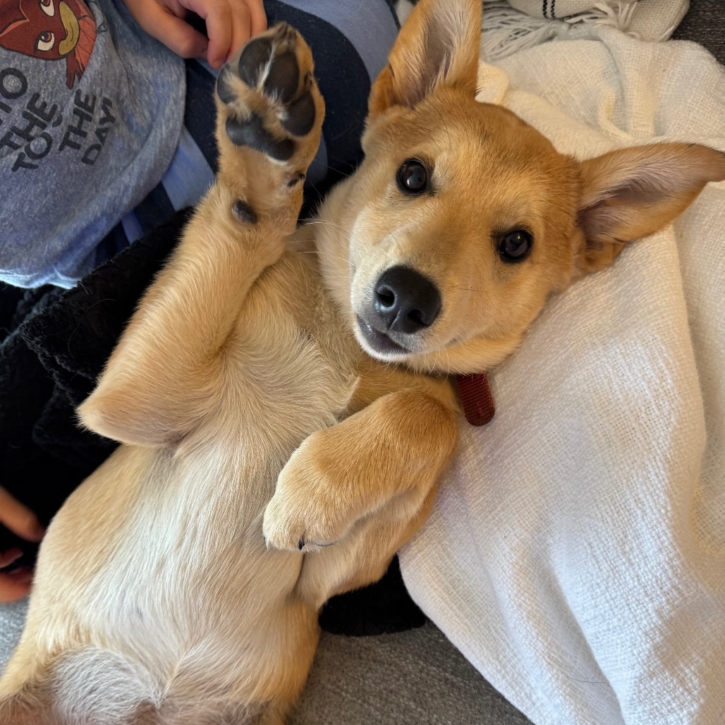 Dibs, an adoptable Husky in Big Lake, MN, 55309 | Photo Image 2