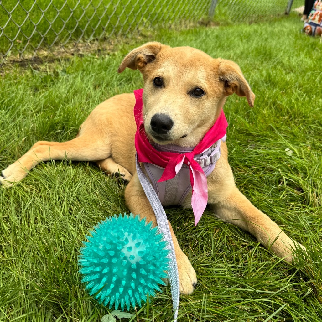 Dibs, an adoptable Husky in Big Lake, MN, 55309 | Photo Image 3