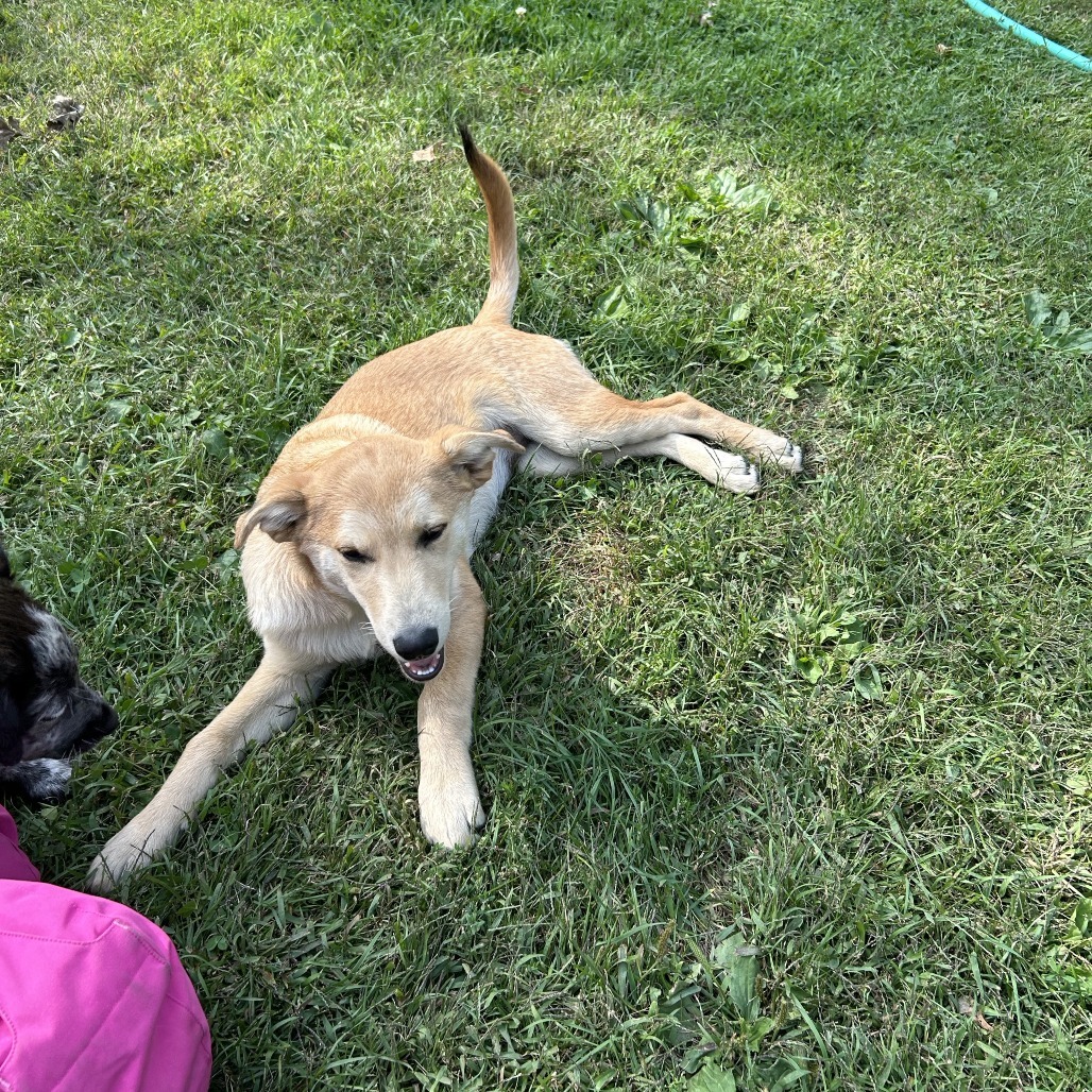 Dibs, an adoptable Husky in Big Lake, MN, 55309 | Photo Image 4