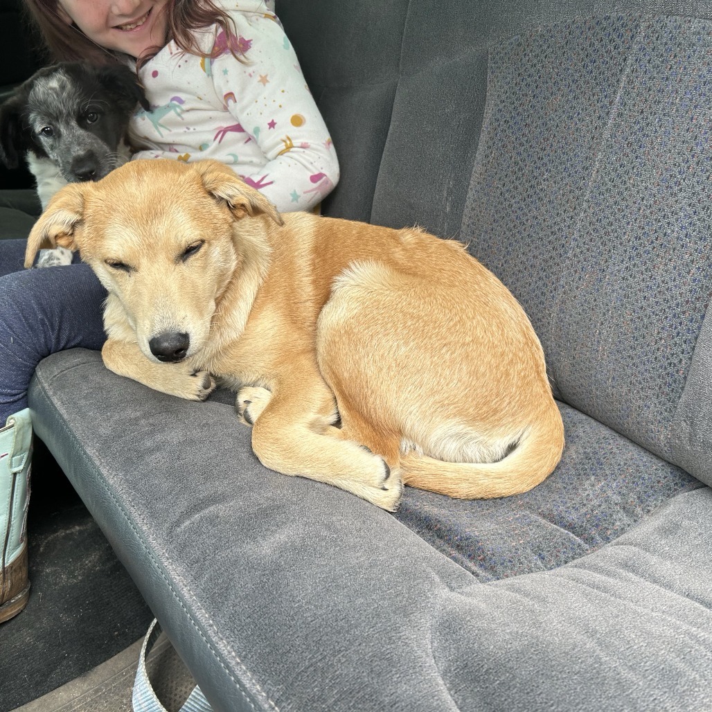 Dibs, an adoptable Husky in Big Lake, MN, 55309 | Photo Image 5