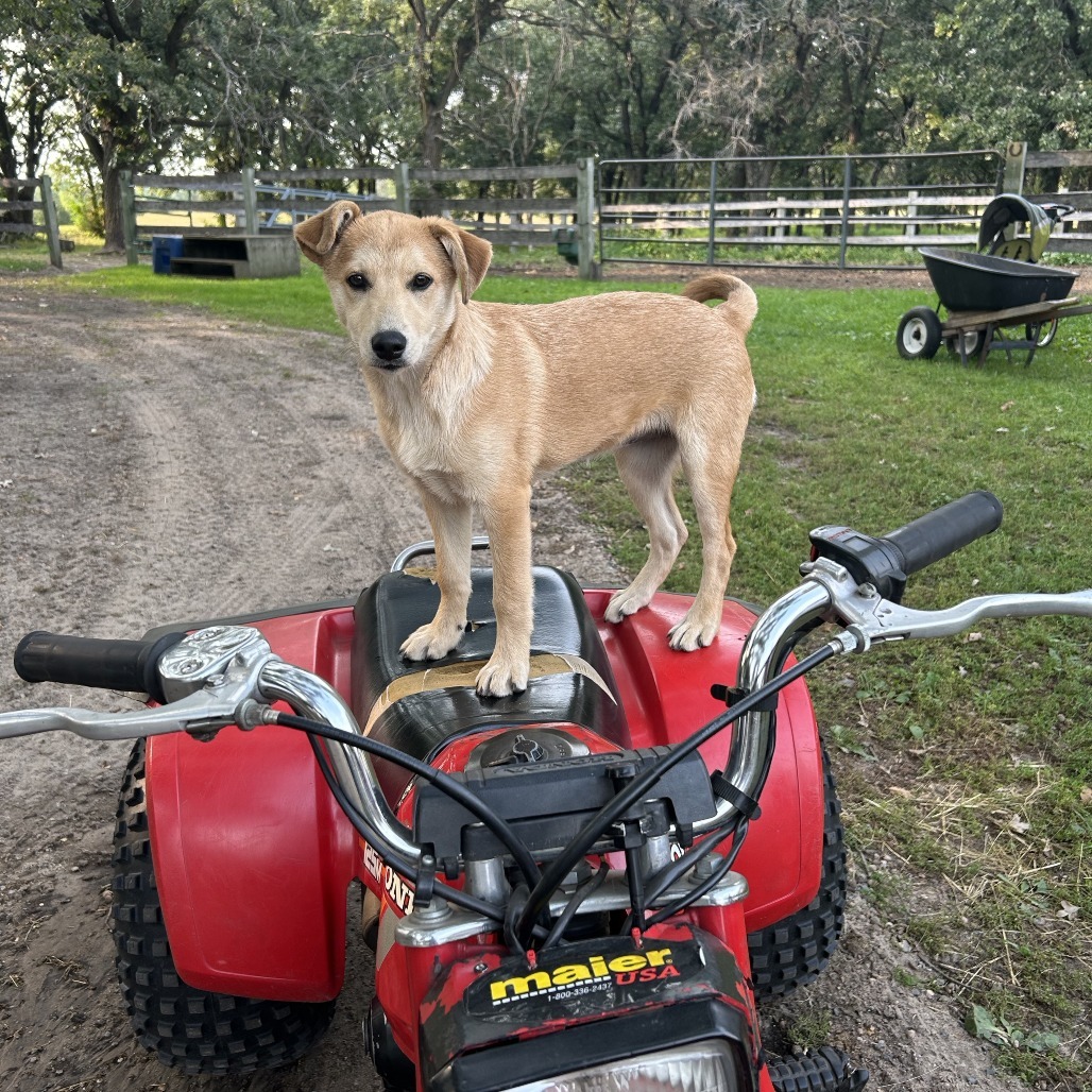 Dibs, an adoptable Husky in Big Lake, MN, 55309 | Photo Image 6