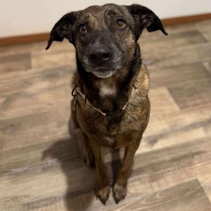 Roscoe, Adult Male Mixed Breed