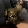 Roscoe photo 3