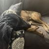 Roscoe photo 5