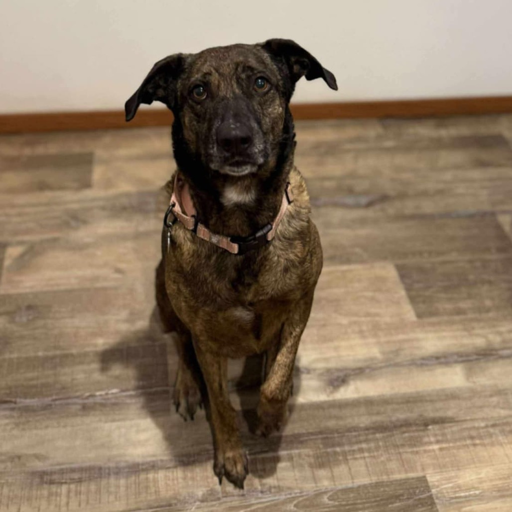 Roscoe, an adoptable Mixed Breed in Sioux Falls, SD, 57106 | Photo Image 5