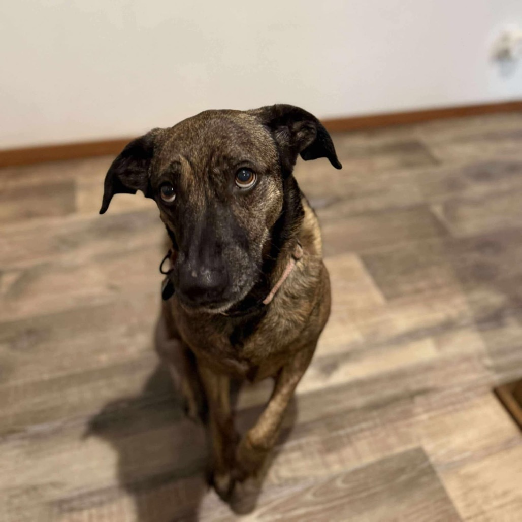 Roscoe, an adoptable Mixed Breed in Sioux Falls, SD, 57106 | Photo Image 6