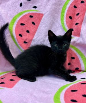 Sage, Baby Female Domestic Short Hair